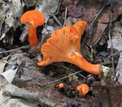 Image of Cantharellus cinnabarinus (Schwein.) Schwein. 1832