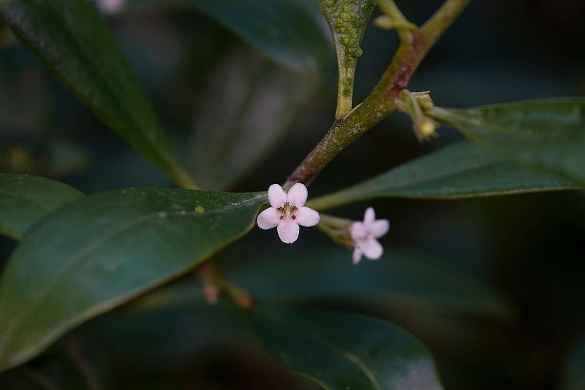 Myoporum boninense subsp. australe R. J. Chinnock resmi