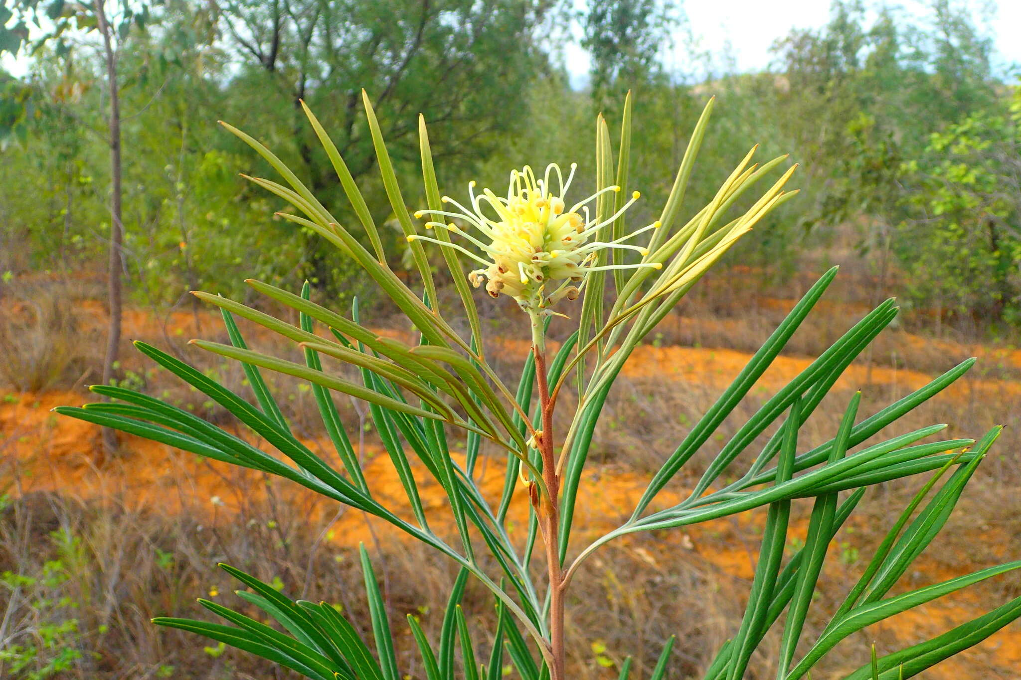 Image of kahiliflower