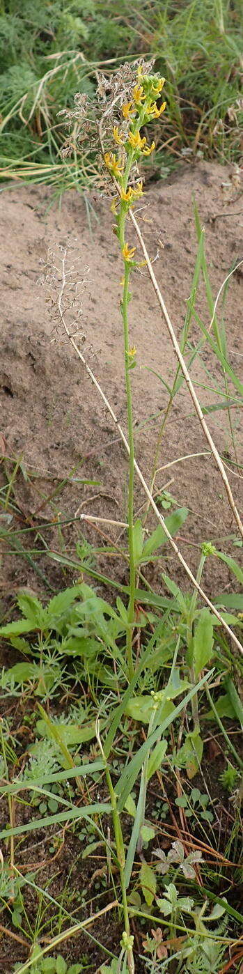 Image of Manulea cheiranthus (L.) L.