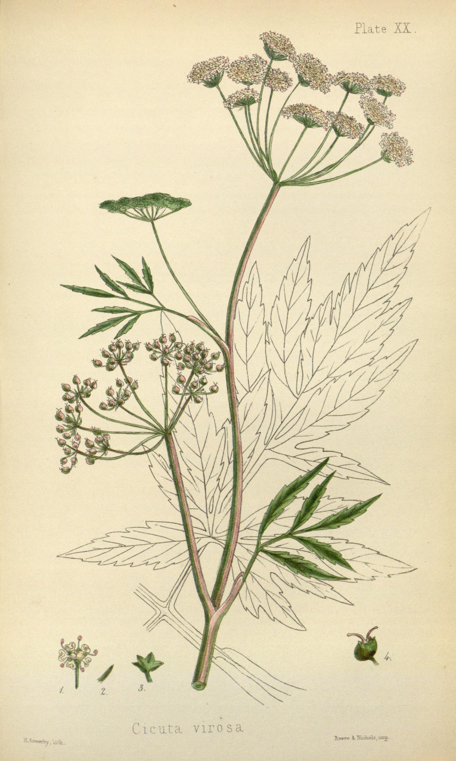 Cicuta virosa (rights holder: Biodiversity Heritage Library)