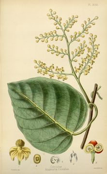 Image of <i>Anamirta cocculus</i> (L.) Wight & Arn.