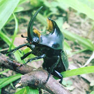 Image of Diloboderus