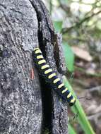 Acronicta alni Linnaeus 1767 resmi