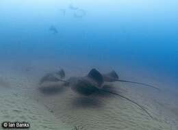 Image of Pink Whipray