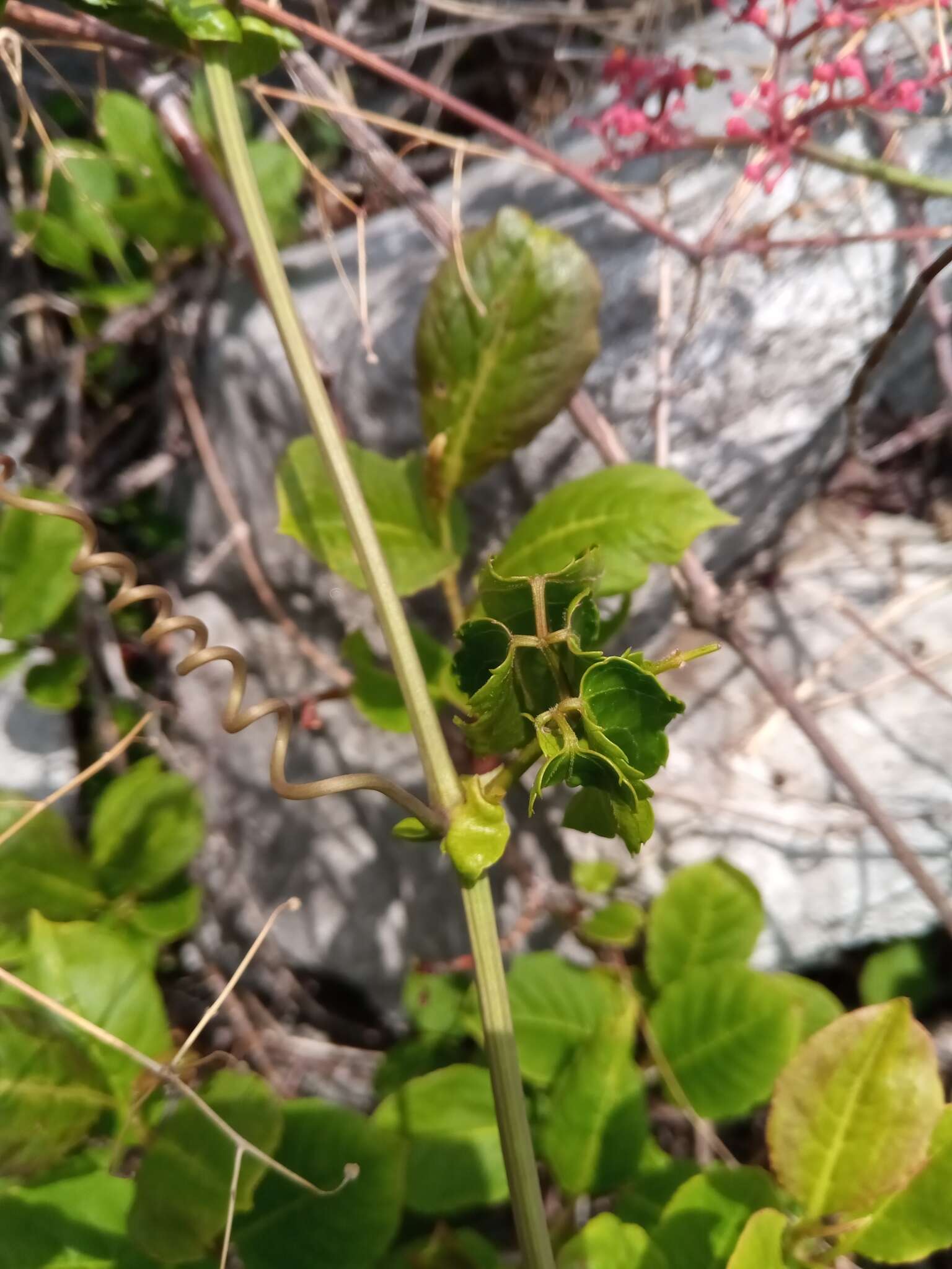 Cyphostemma amplexicaule Descoings resmi