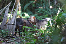 Image of Short-eared Dogs