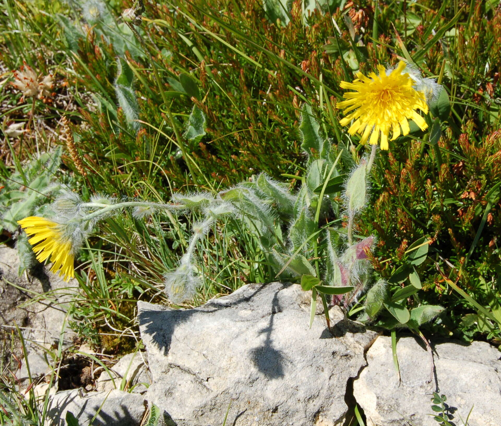 Image of woolly hawkweed