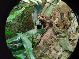 Image of Japanese Paradise Flycatcher