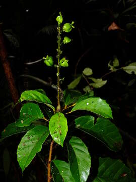 Sivun Conceveiba guianensis Aubl. kuva