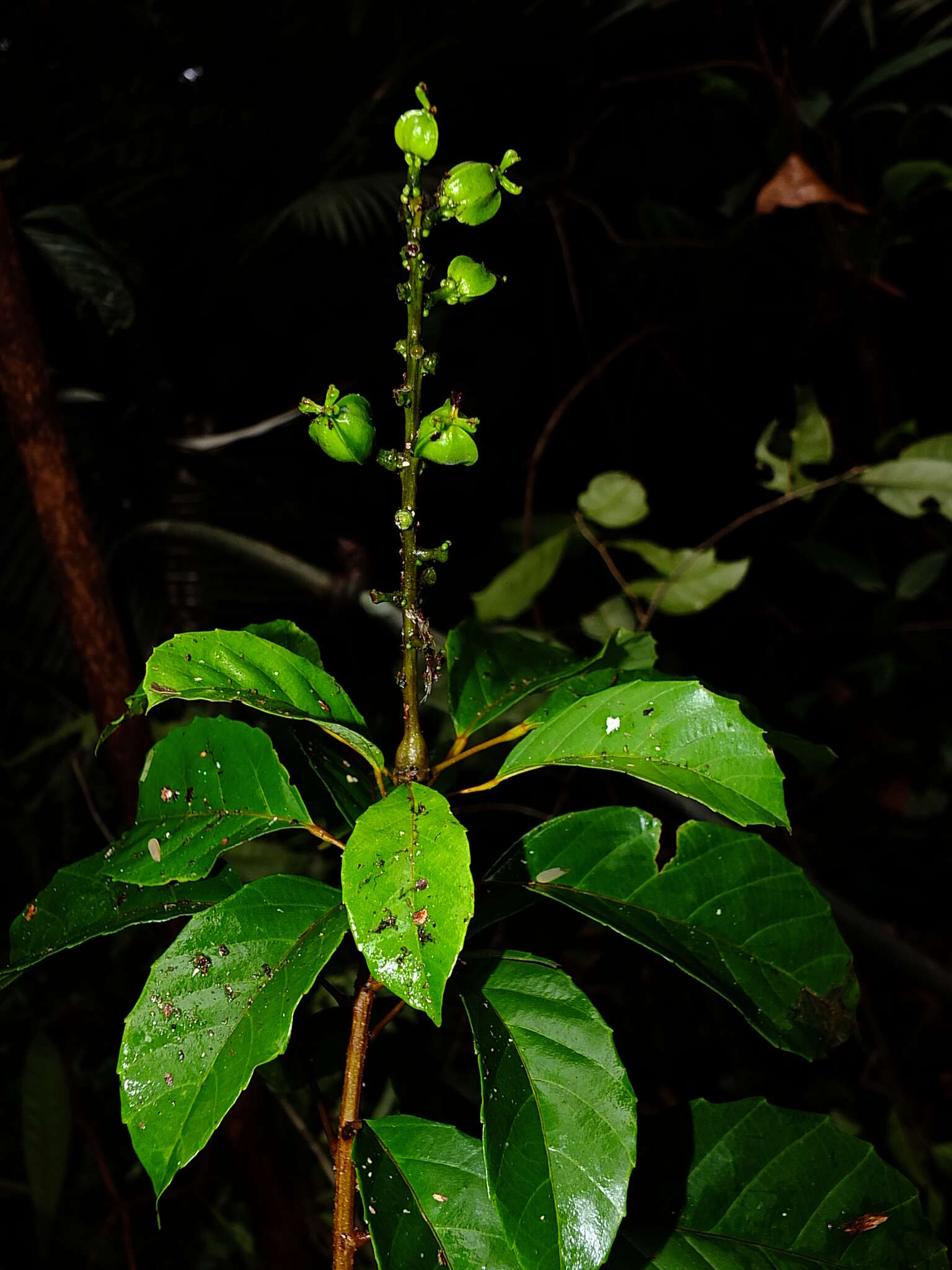 Image of Conceveiba guianensis Aubl.