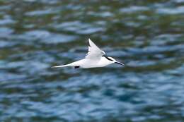 Image of Black-naped Tern