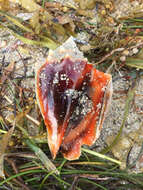 Image of Florida fighting conch