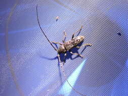 Image of Enaphalodes atomarius (Drury 1773)