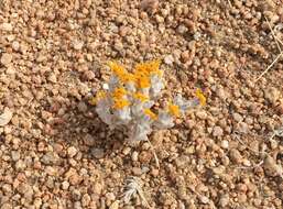 Image of Pringle's woolly sunflower