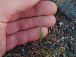 Image de Linum trigynum L.