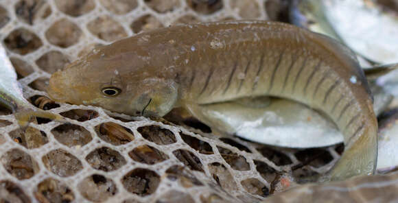 Image de Fundulus similis (Baird & Girard 1853)