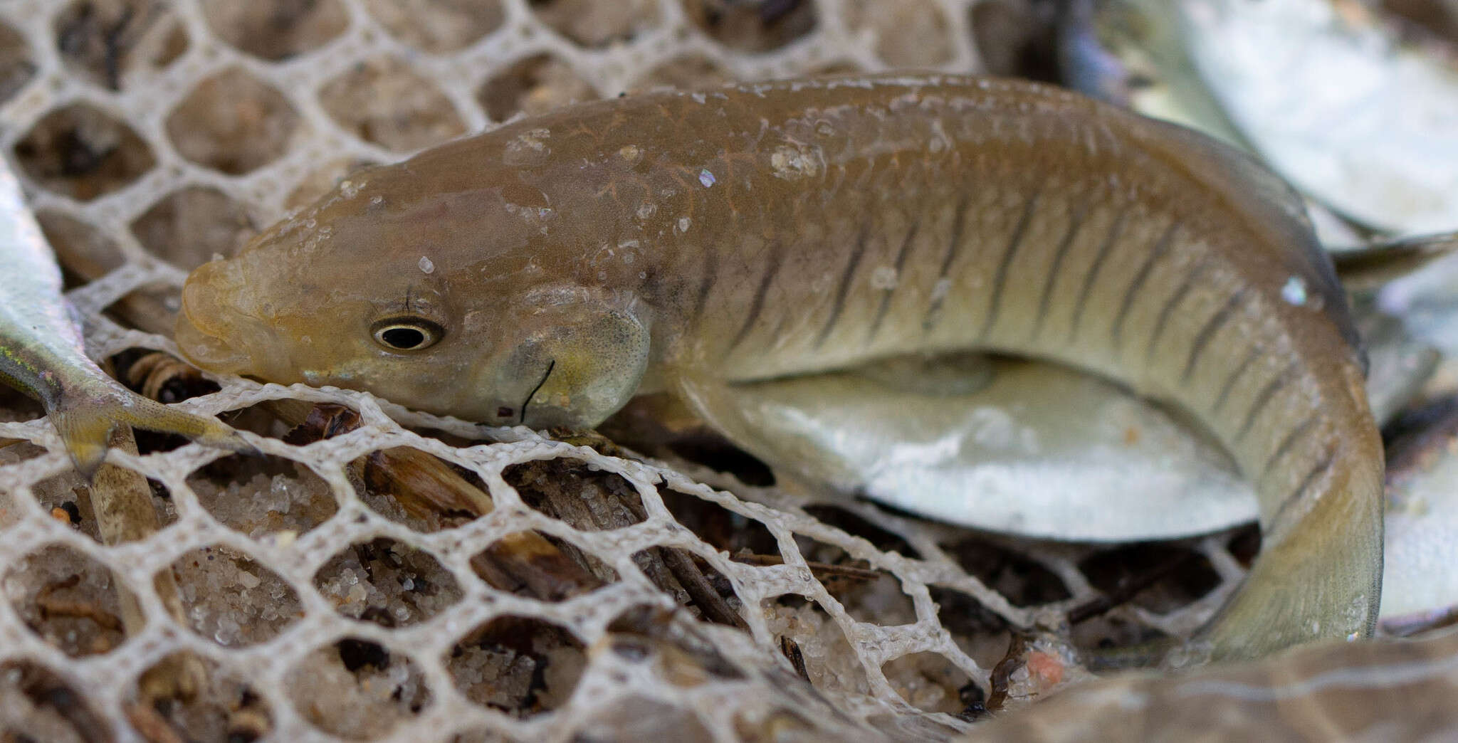 Image of Longnose Killifish