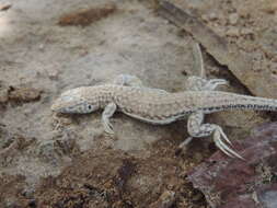 Plancia ëd Acanthodactylus dumerilii (Milne-edwards 1829)