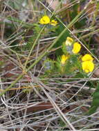 Слика од Gompholobium tomentosum Labill.