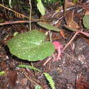 Image of Begonia robusta Blume