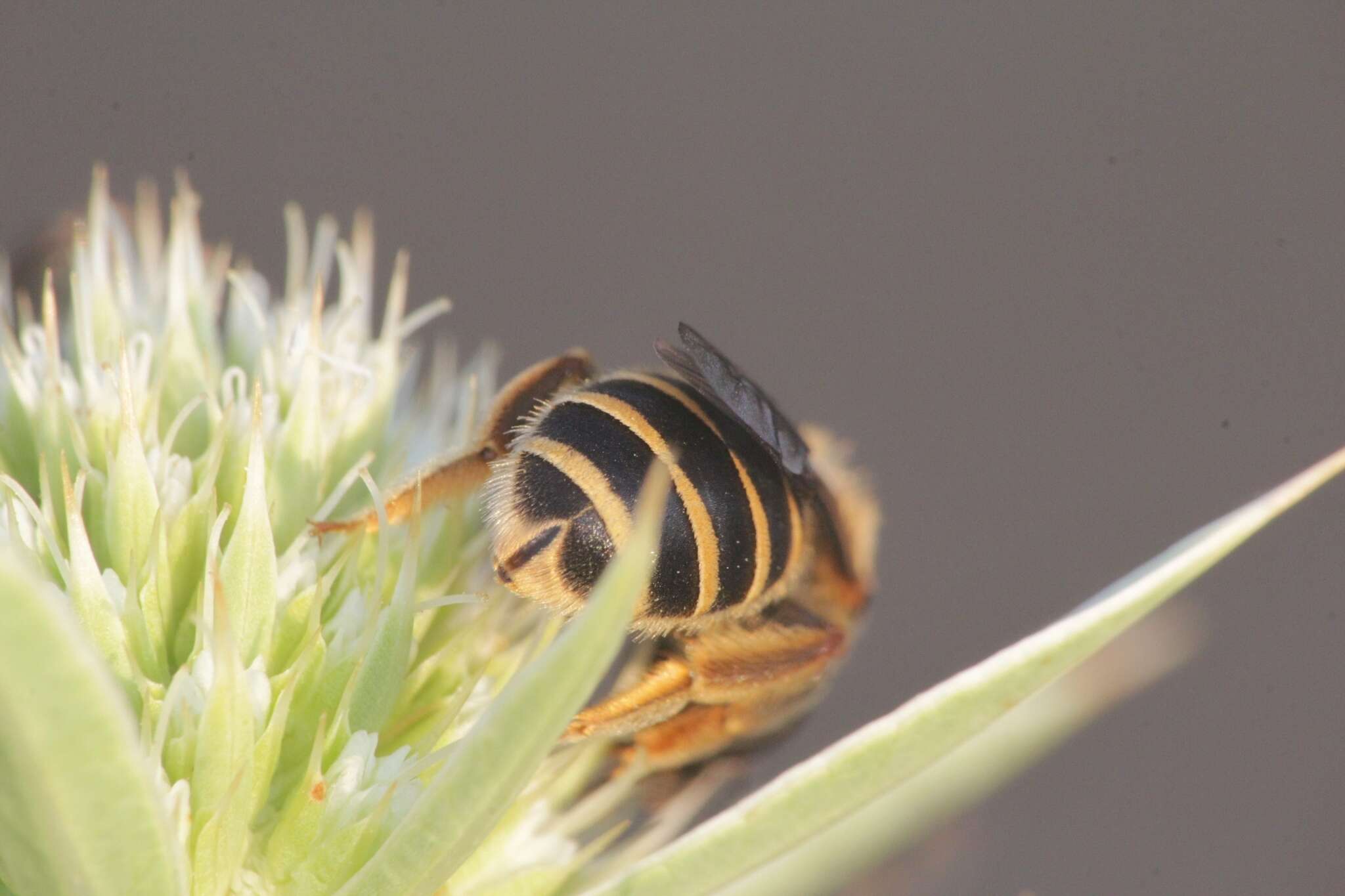 Imagem de Halictus patellatus Morawitz 1873