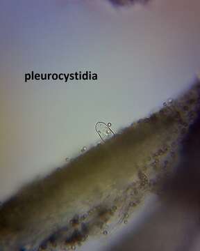 Image of Pluteus pauperculus E. Horak 2008