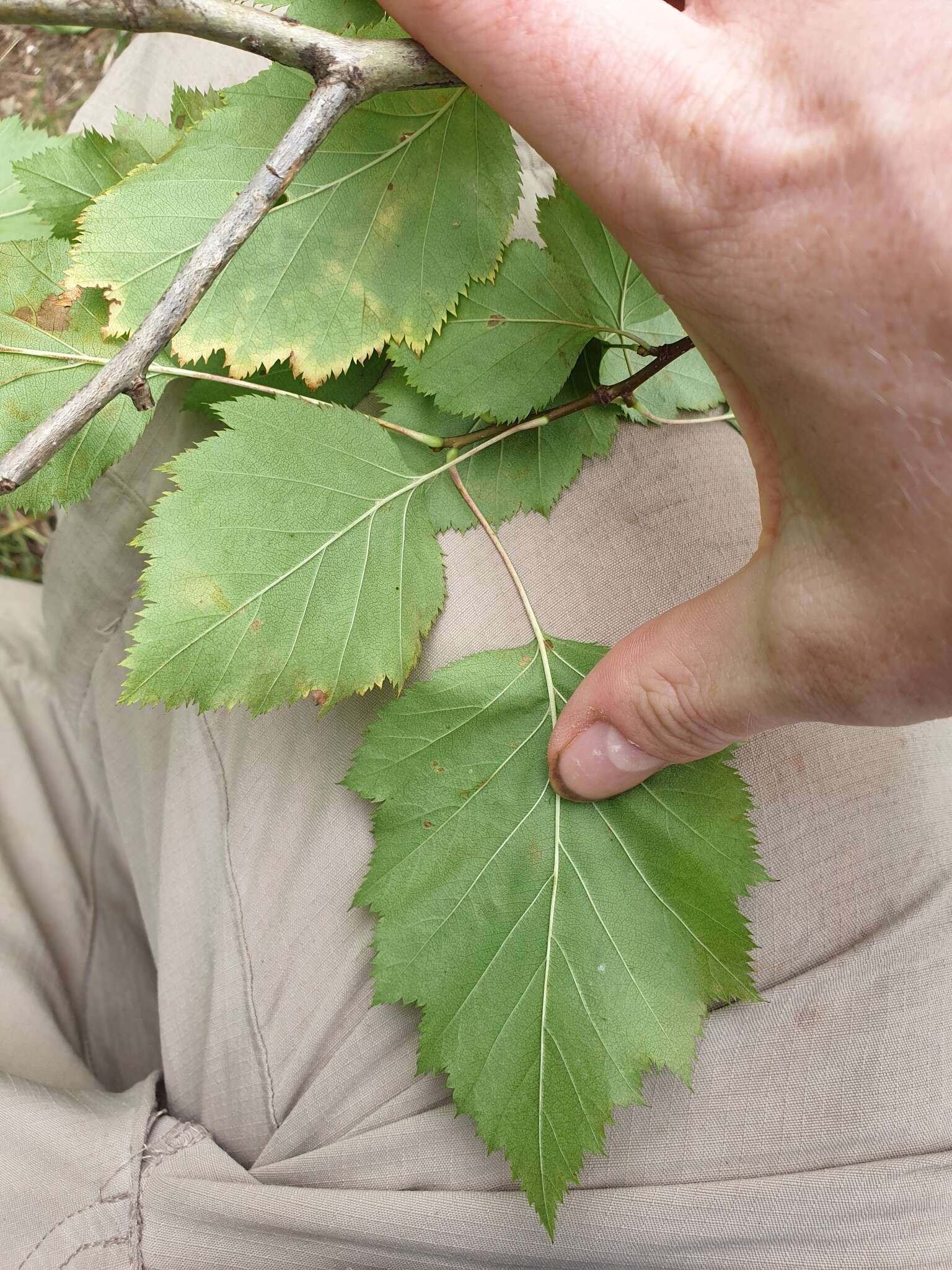 Sivun Crataegus holmesiana Ashe kuva