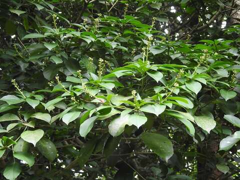 Dendropanax arboreus (L.) Decne. & Planch.的圖片