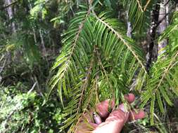 Image of Acacia oshanesii F. Muell. & Maiden