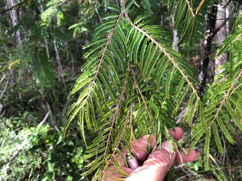 Image de Acacia oshanesii F. Muell. & Maiden