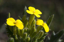 Слика од Biscutella cichoriifolia Loisel.