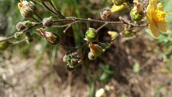 Imagem de Wissadula gymnanthemum (Griseb.) K. Schum.