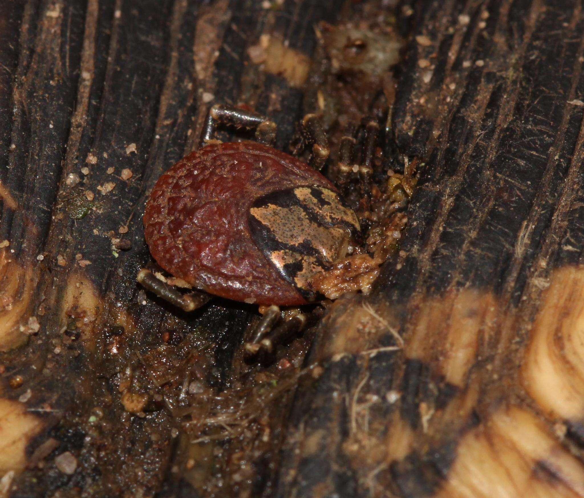 Image of Hard tick