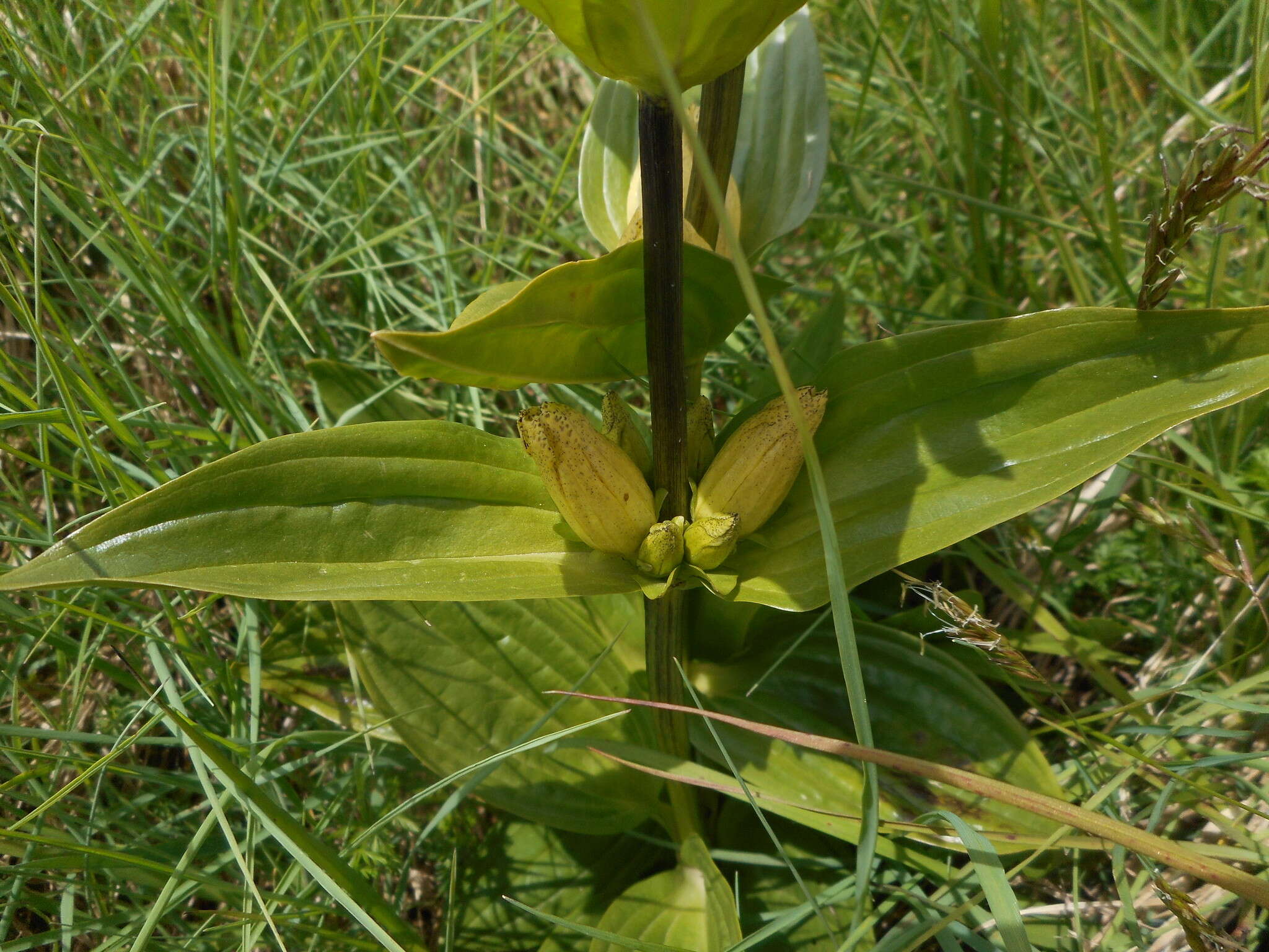 Image of Spotted Gentian