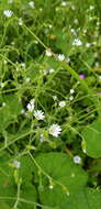Image of Mexican Starwort