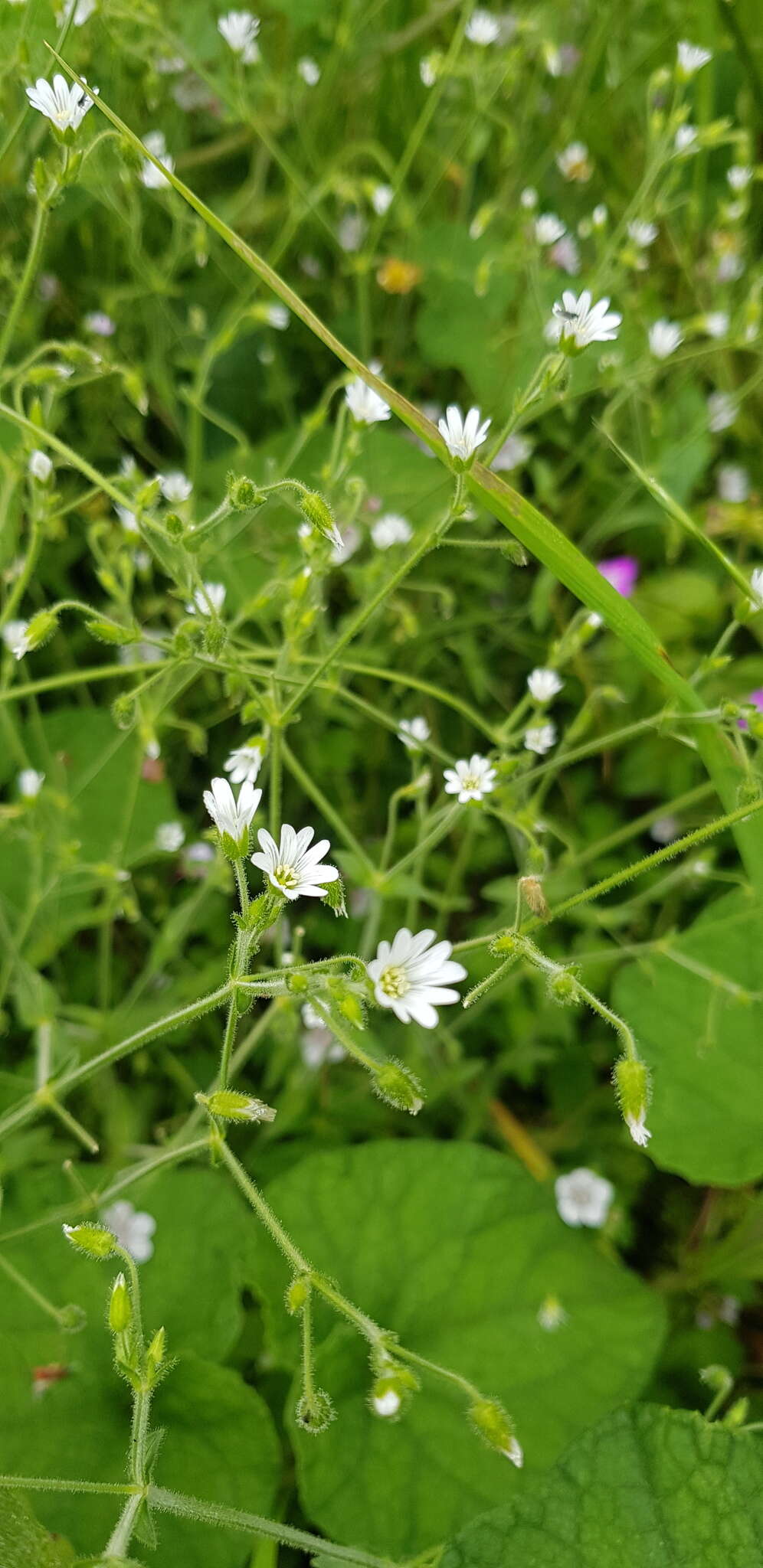 Image of Mexican Starwort
