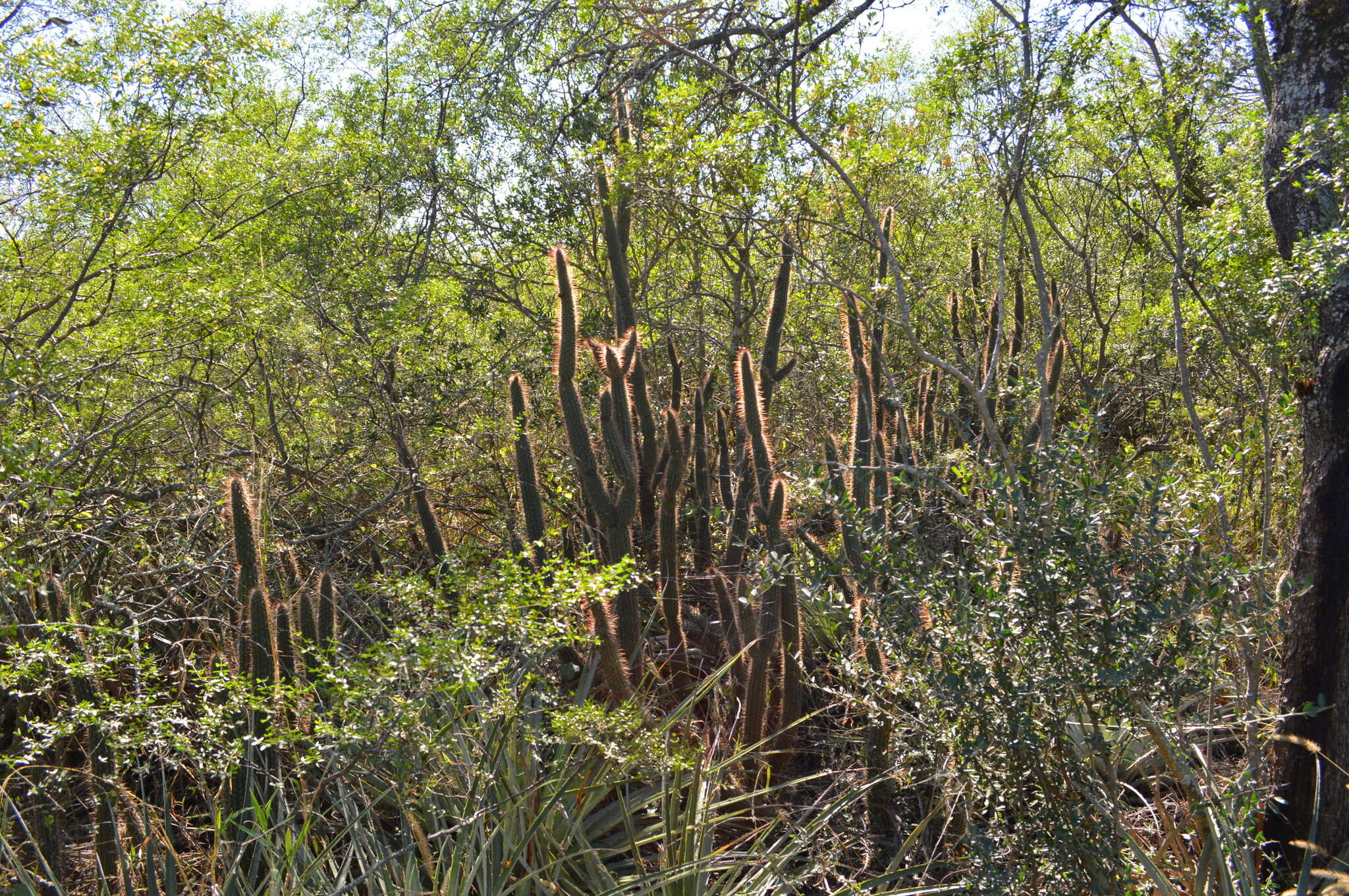 Image of Cleistocactus baumannii (Lem.) Lem.