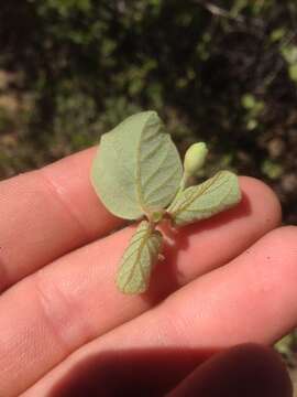 Plancia ëd Styrax redivivus (Torr.) Wheeler