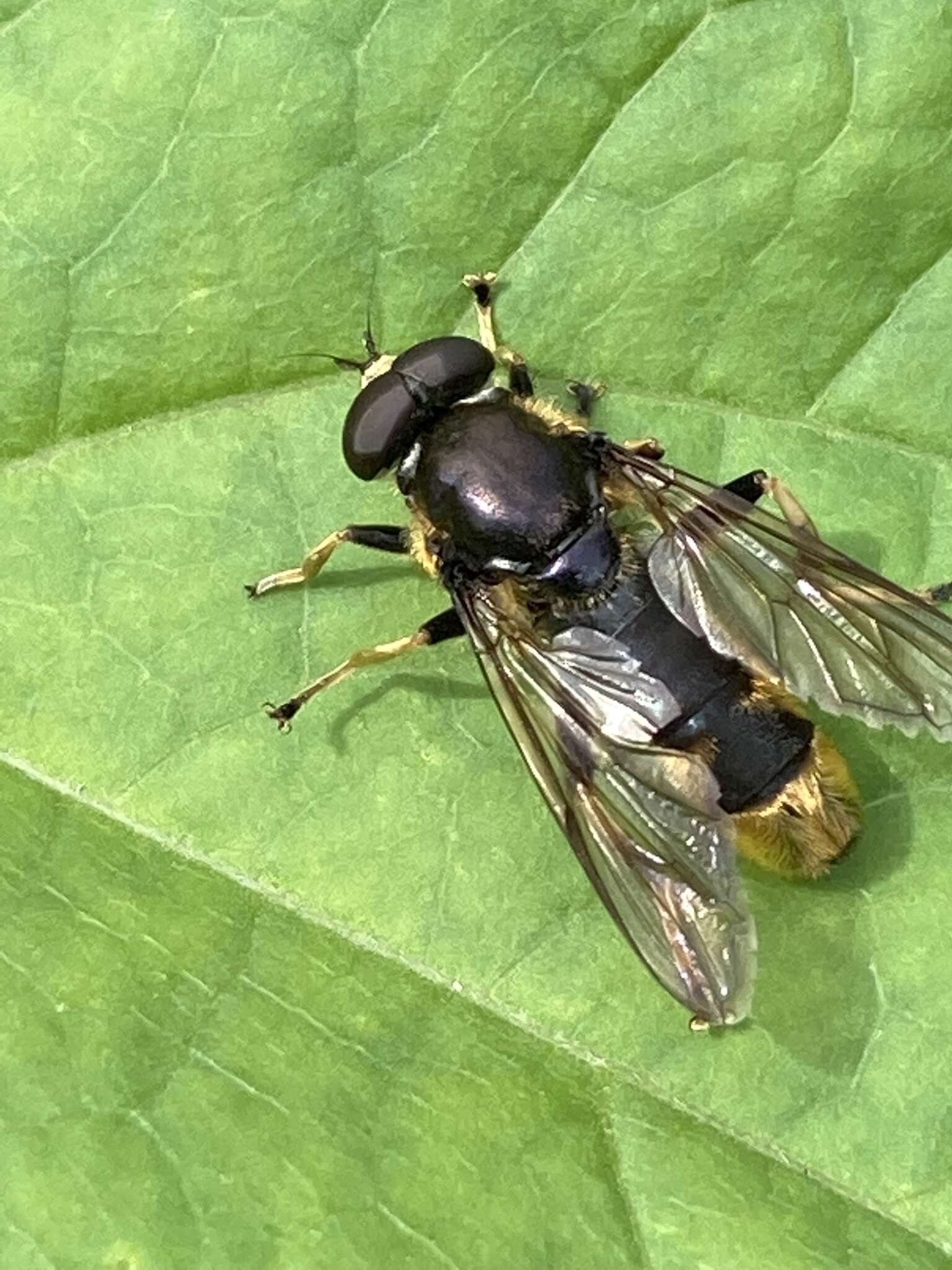 Xylota sylvarum (Linnaeus 1758) resmi