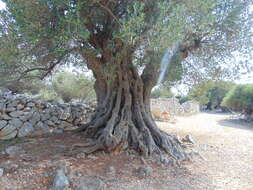 Image of European olive