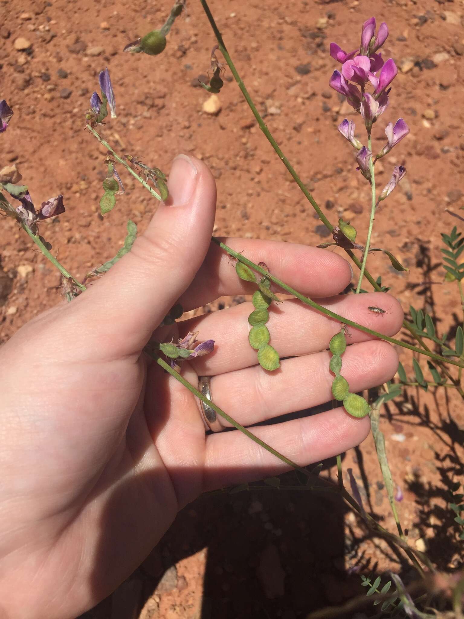 Image of Utah sweetvetch