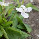 صورة Viola betonicifolia var. albescens (Nakai) Maekawa & Hashimoto