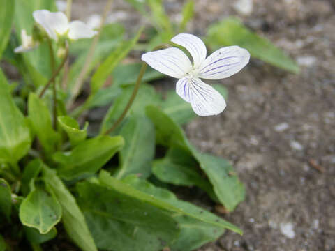 Image de Viola betonicifolia var. albescens (Nakai) Maekawa & Hashimoto