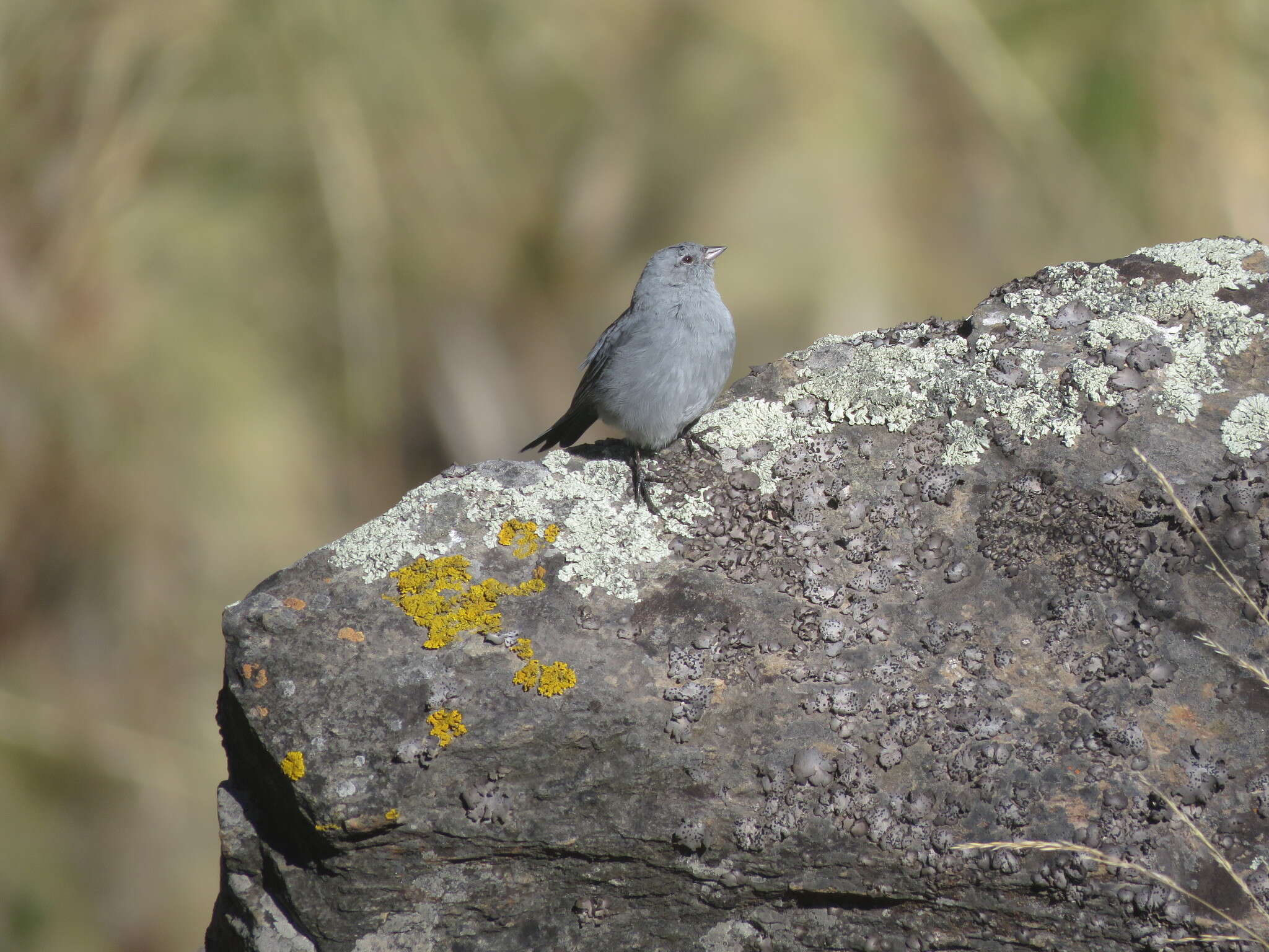 صورة Geospizopsis unicolor (d'Orbigny & Lafresnaye 1837)