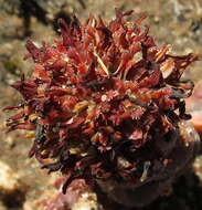 Image of Crassula columnaris subsp. columnaris