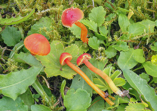 Image of Hygrocybe mucronella (Fr.) P. Karst. 1879