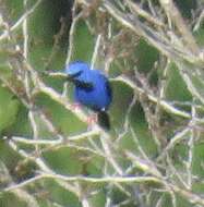 Image of Short-billed Honeycreeper