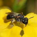 Lasioglossum asperithorax (Cockerell 1910)的圖片