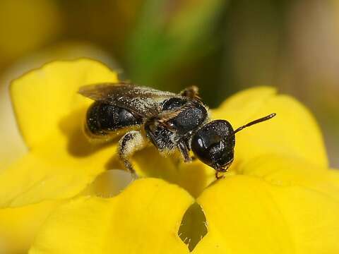 Lasioglossum asperithorax (Cockerell 1910)的圖片